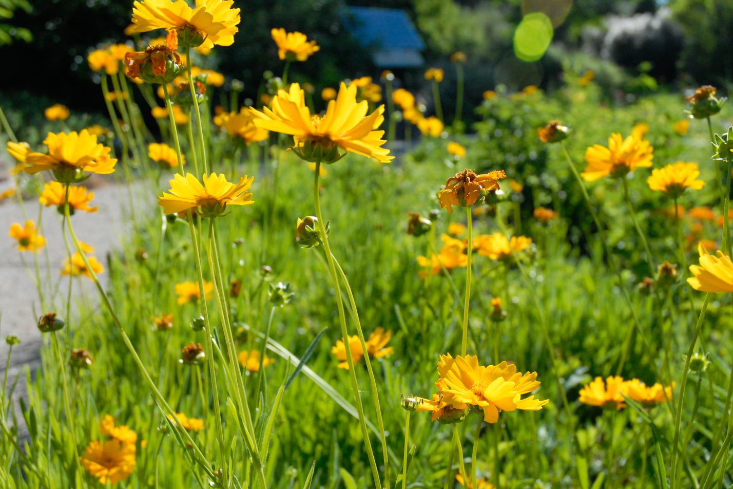 Early Sunrise Coreopsis